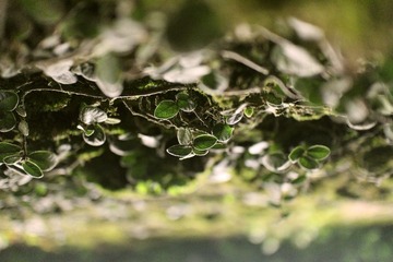 Nature.jpg