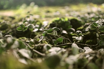 Nature·.jpg