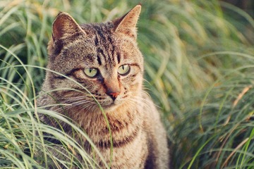 猫-1-2