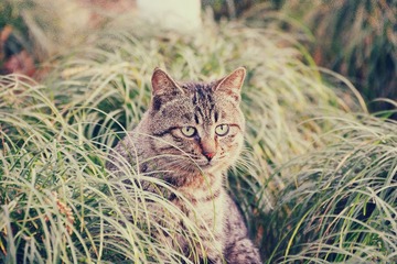 猫mi