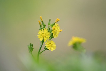 小黄花