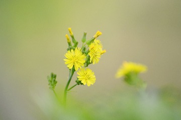 小黄花