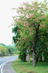 校园风光