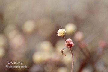 孤芳自赏