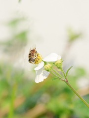 Bee-2__