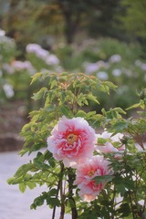 9DA27190-C3E1-4142-A723-BDD91552B014/L0/001