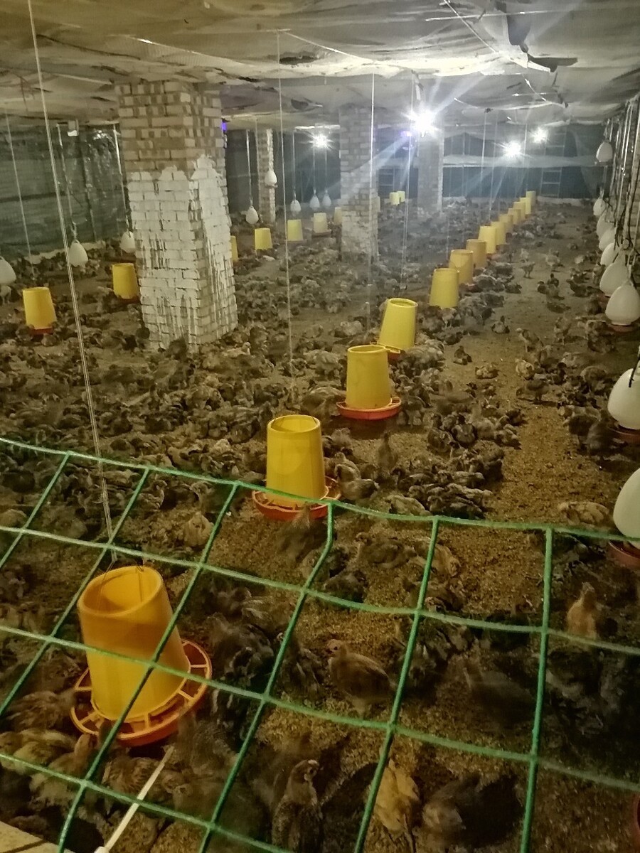 2018年蛋鸡养殖前景