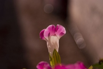 _DSF5855a.jpg