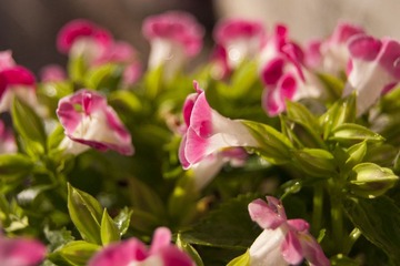 _DSF5849a_1.jpg