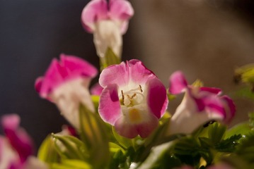 _DSF5857a.jpg