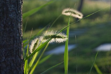 _DSF5823-1.jpg