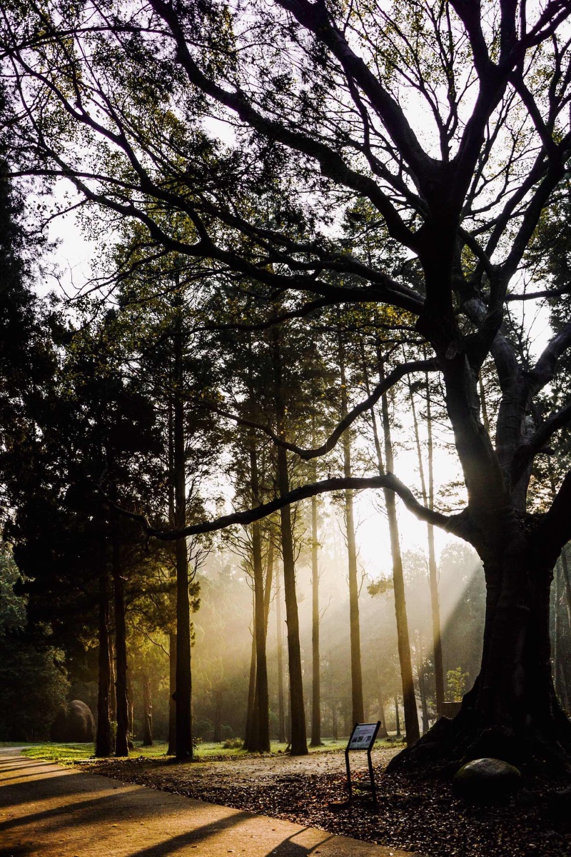 晨雾森林 - 鳕诺摄影 - 图虫