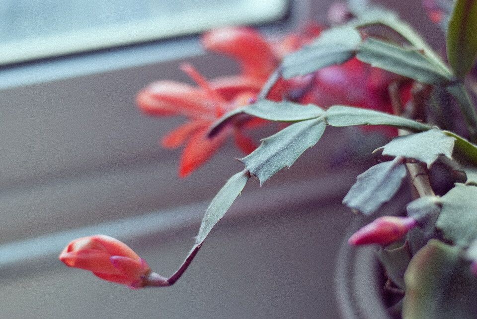 蟹爪兰开花了<br />
不知不觉就开了。