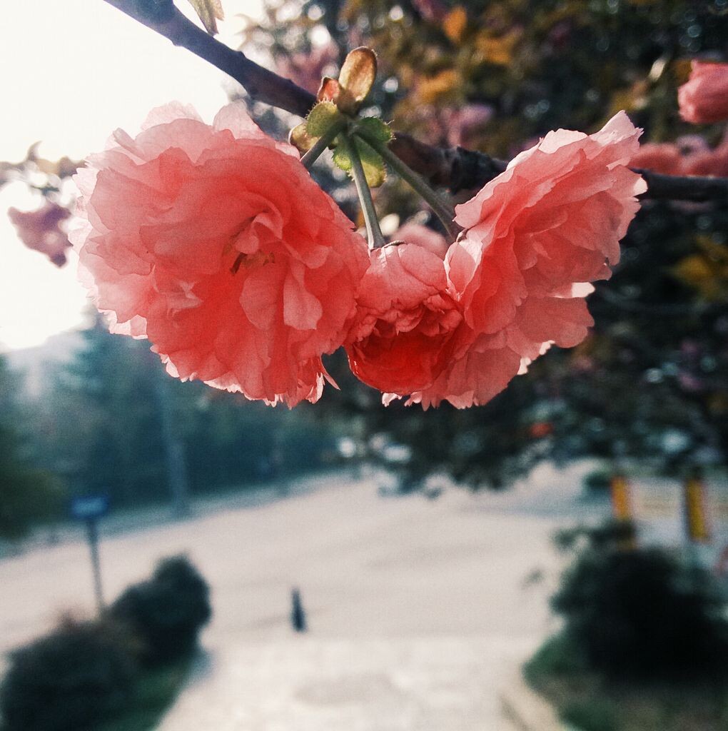我的家,西安随处一枝花。