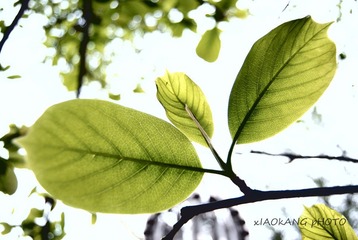夏天 叶子