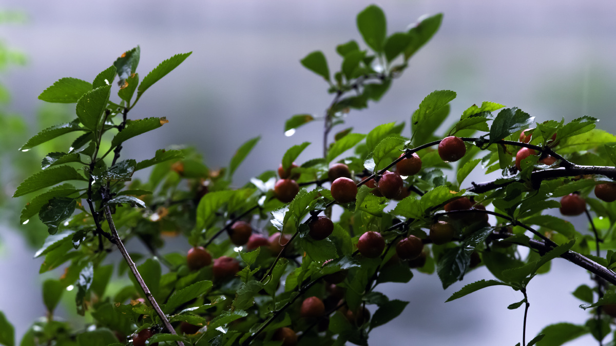 雨中红果果