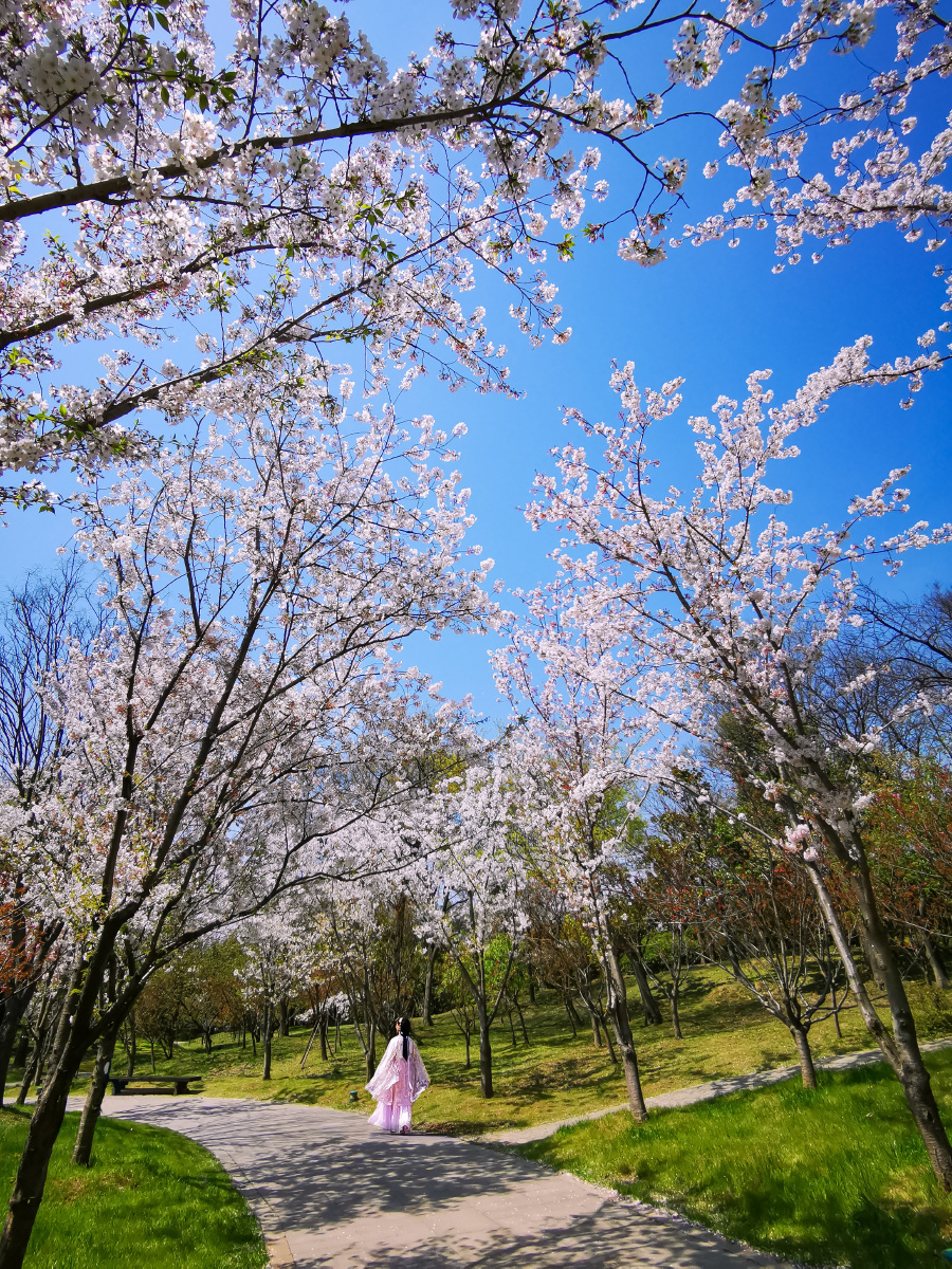 扬州瘦西湖樱花烂漫