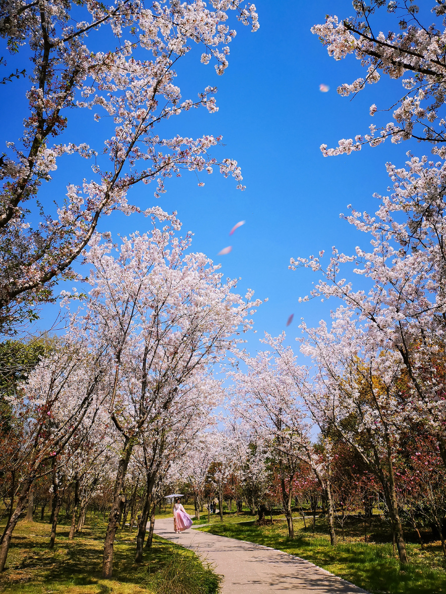 扬州瘦西湖樱花烂漫