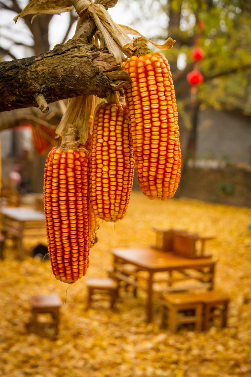 秋收- 龙吼 - 图虫