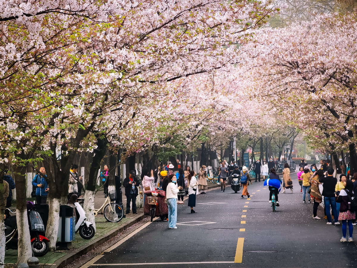 南京鸡鸣寺樱花大道