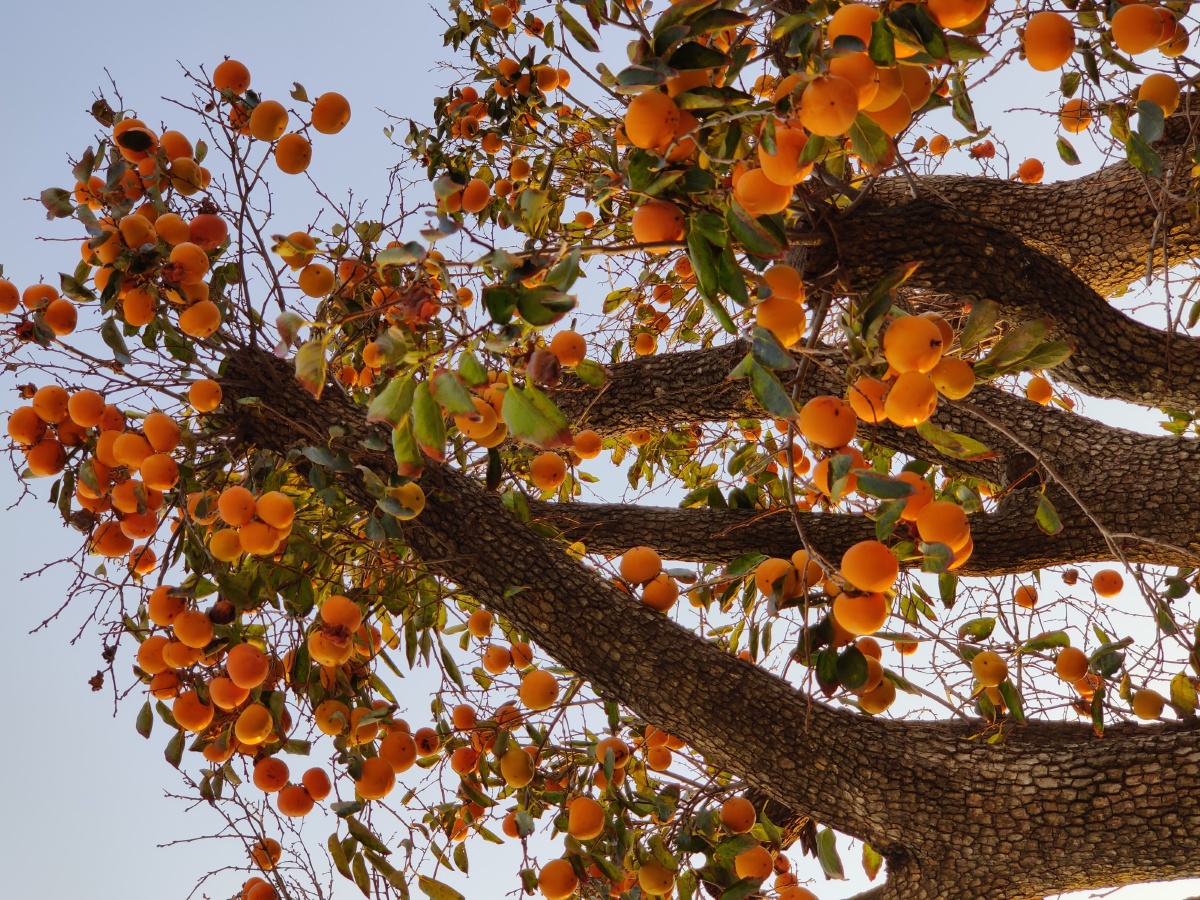 1/124大自然植物摄影爱好者果实秋季季节风光#柿子树#柿子果实累累树