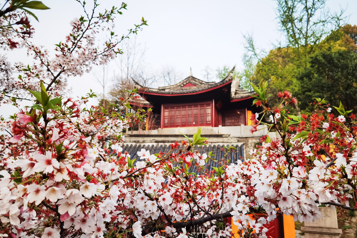 南京鸡鸣寺樱花大道