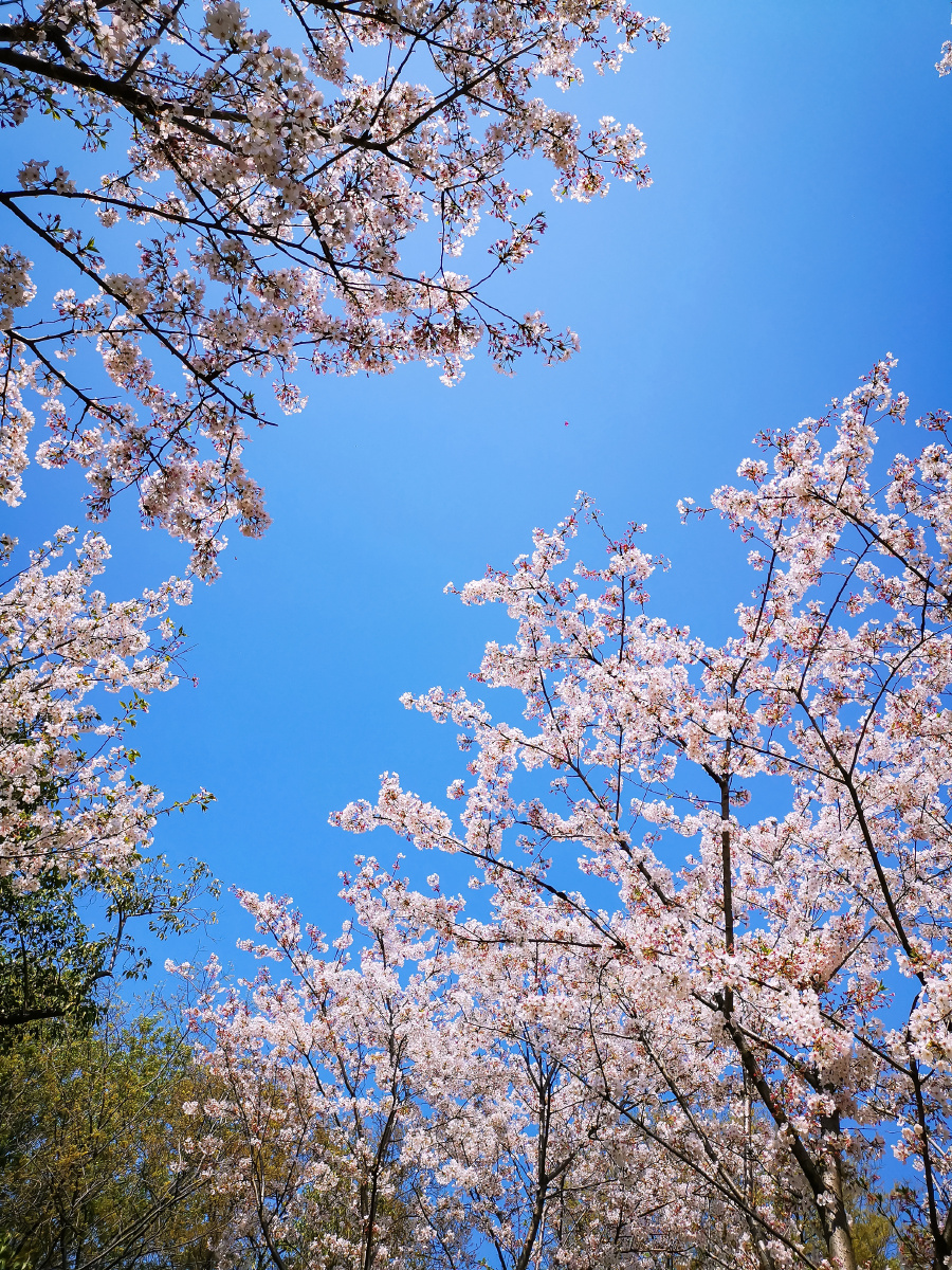 扬州瘦西湖樱花烂漫