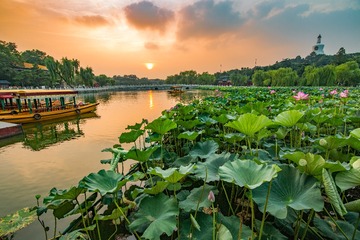 北海荷花