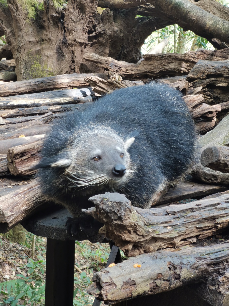 熊狸又名糯米熊浑身汗液是糯米的味道
