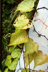 P1100572