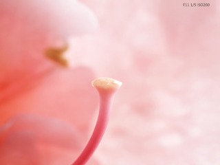 P1106692