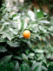 P1104729