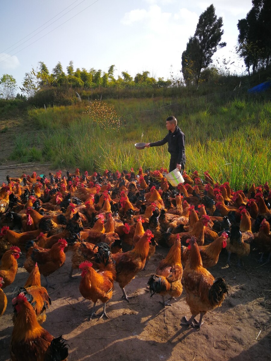云南养殖蛋鸡,云南因品种多生长快利润高发展养殖鸡行业
