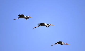 编队飞行