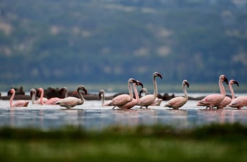 Flamingo at Lake Naivasha