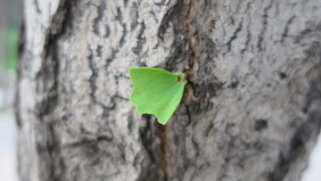 2012-06-06 玉蜓桥 (2)