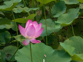 2012-07-17 莲花池 (1)
