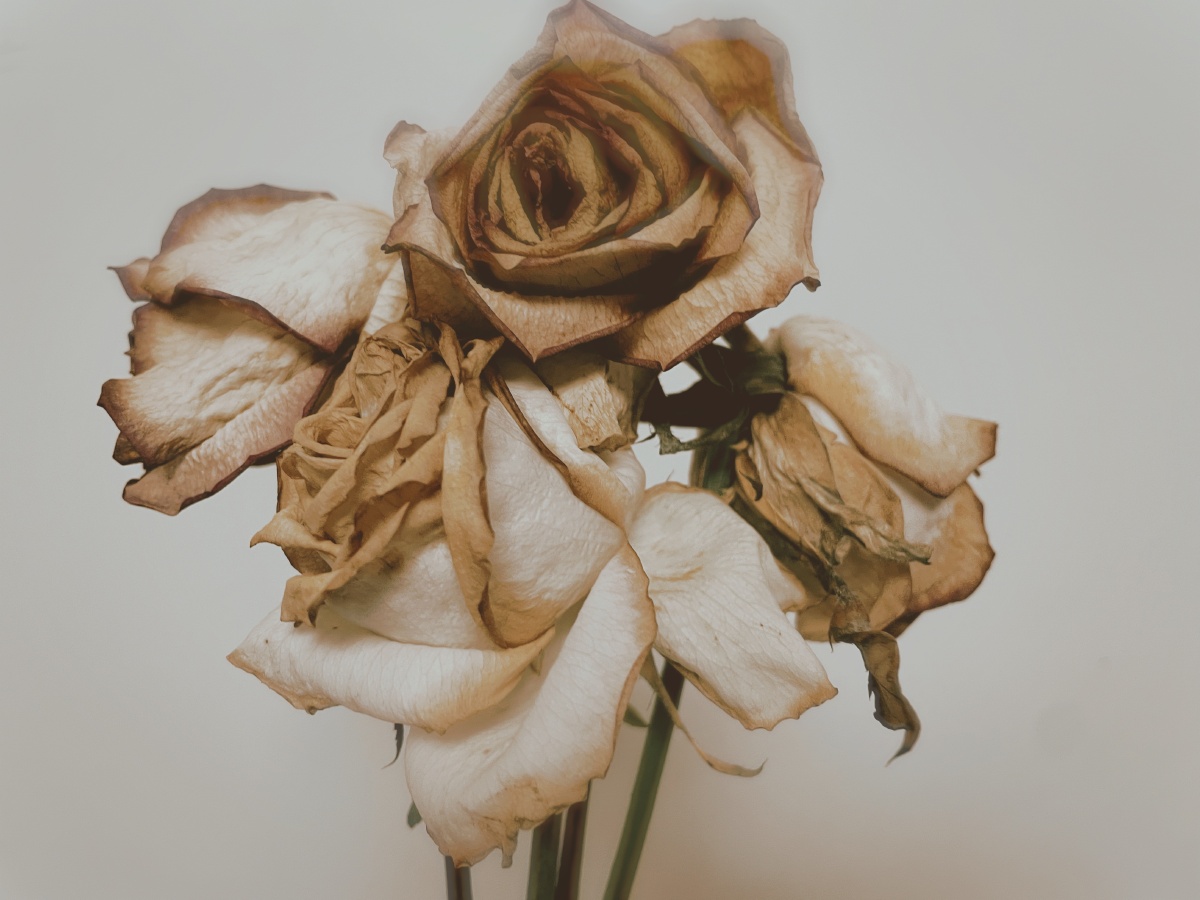 枯萎的玫瑰08花会枯萎但爱永不凋零