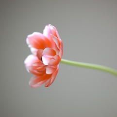 0002AE18-A010-419B-80ED-2200E0FBC13E/L0/001