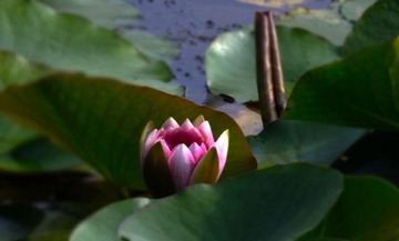CRW_8414X