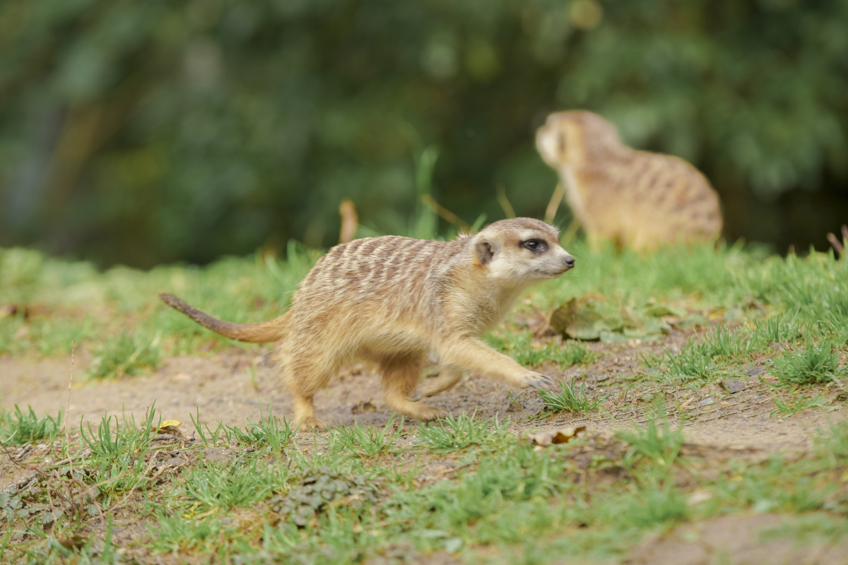 细尾萌(细尾獴、灰沼狸、沼狸、灰爪狸、海猫