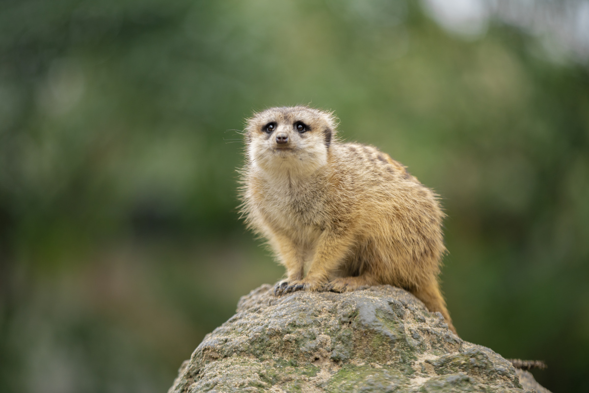 细尾萌细尾獴灰沼狸沼狸灰爪狸海猫海岛猫鼬