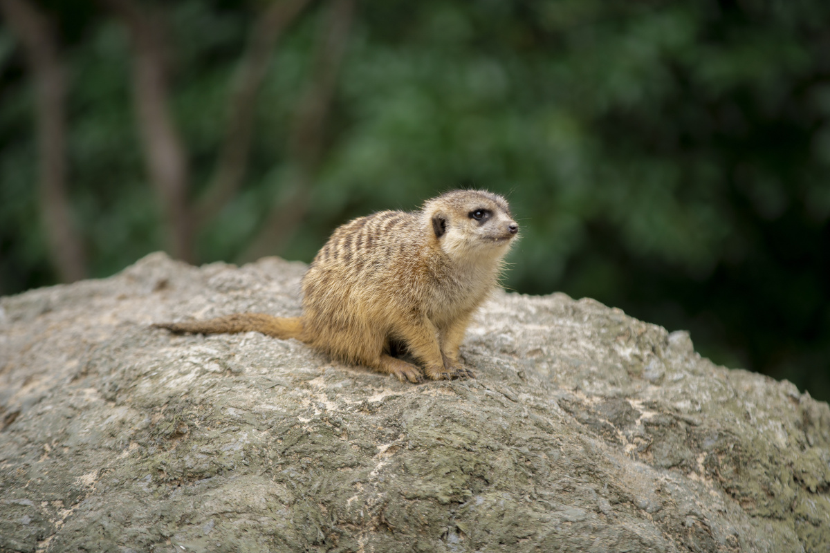 细尾萌(细尾獴、灰沼狸、沼狸、灰爪狸、海猫