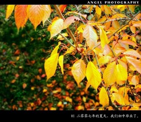 ANGEL　PHOTOGRAGHY