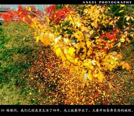 ANGEL　PHOTOGRAGHY
