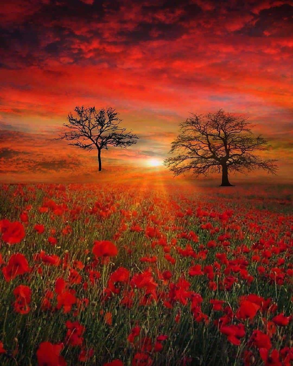 转发分享instagram美图非原创