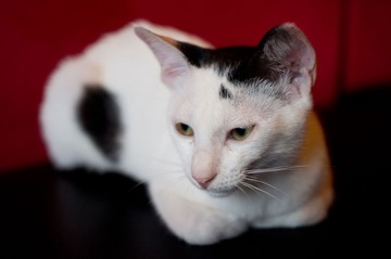 睡猫