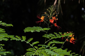 CJJ_0945