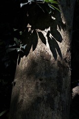 IMG_3555-f-5.6-5-30-2011-R