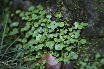 IMG_3435-f-1.8-5-30-2011=